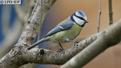 Mésange bleue