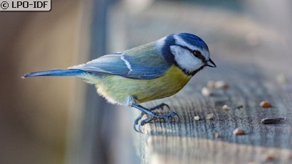 Mésange bleue