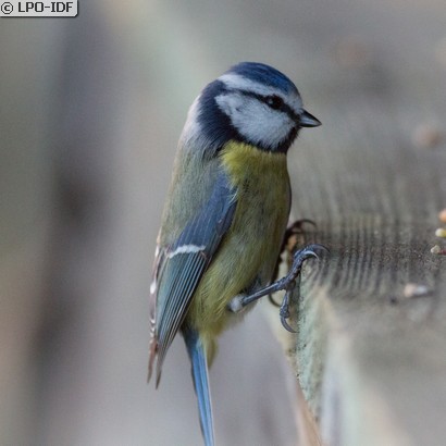 Mésange bleue