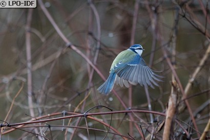 Mésange bleue