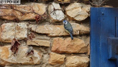 Mésange bleue