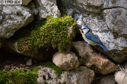 Mésange bleue