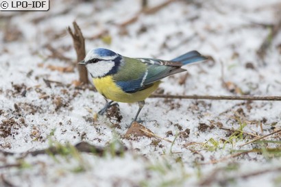 Mésange bleue