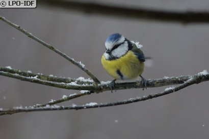Mésange bleue