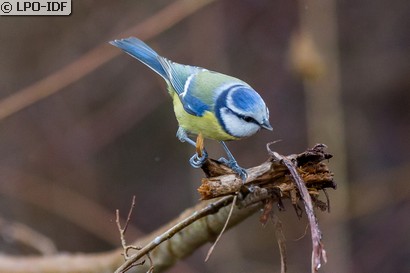 Mésange bleue