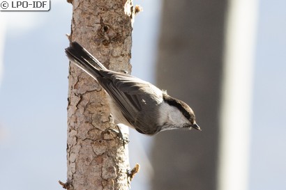 Mésange boréale