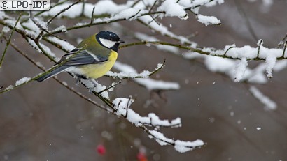 Mésange charbonnière