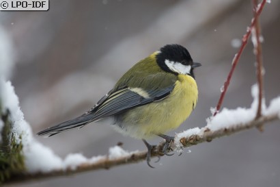 Mésange charbonnière