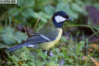 Mésange charbonnière