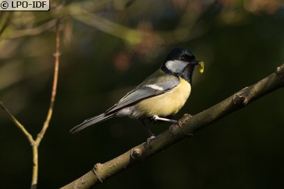 Mésange charbonnière