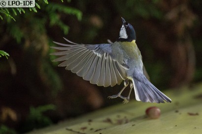 Mésange charbonnière