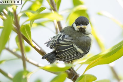 Mésange charbonnière