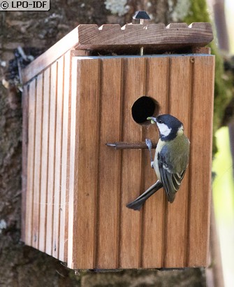Mésange charbonnière