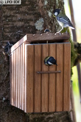 Mésange charbonnière