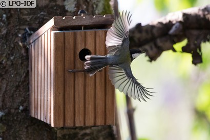 Mésange charbonnière