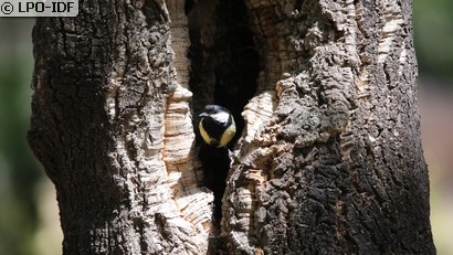 Mésange charbonnière