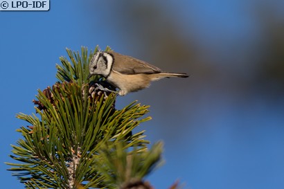Mésange huppée