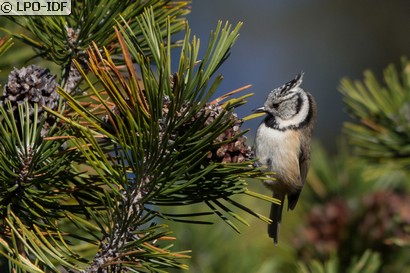 Mésange huppée