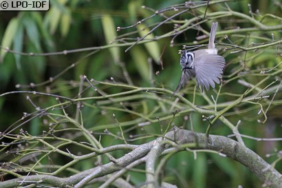 Mésange huppée
