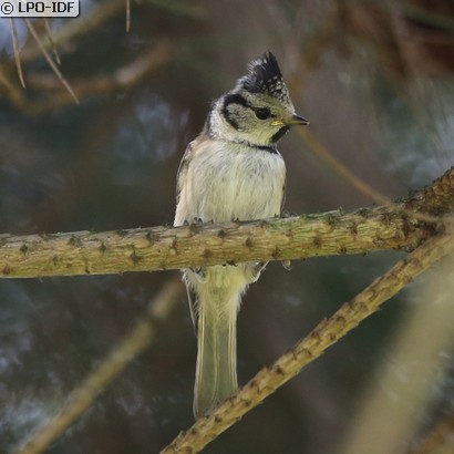 Mésange huppée
