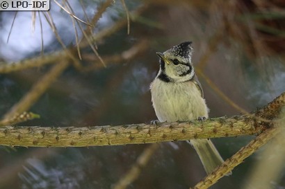 Mésange huppée