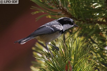 Mésange noire