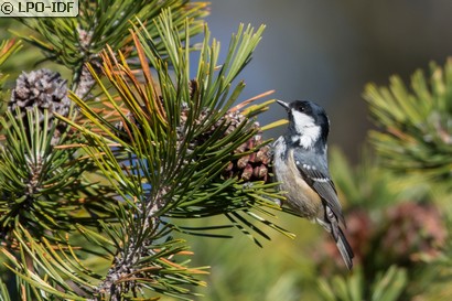 Mésange noire
