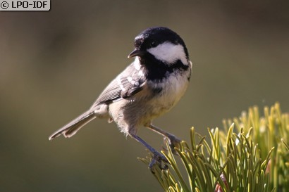 Mésange noire