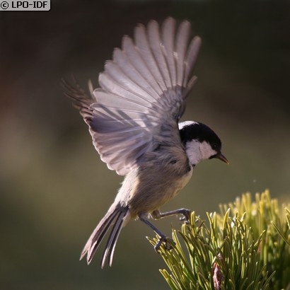 Mésange noire