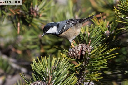 Mésange noire
