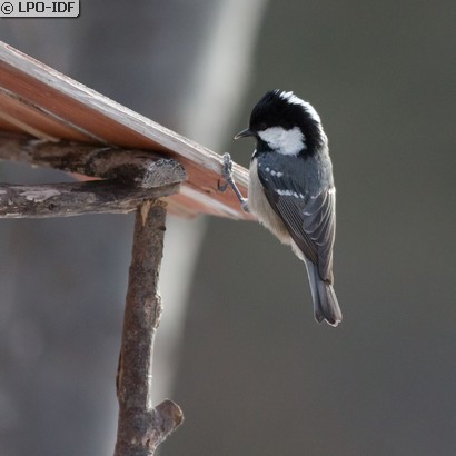 Mésange noire
