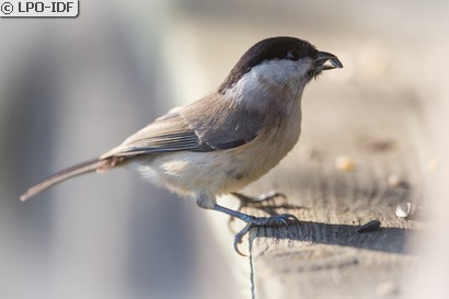 Mésange nonnette