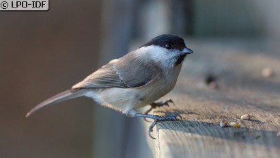 Mésange nonnette