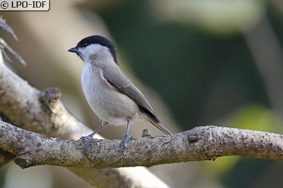 Mésange nonnette