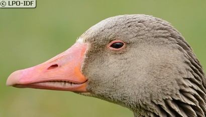 Oie cendrée
