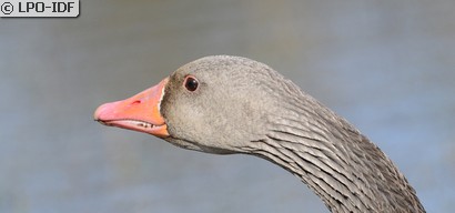 Oie cendrée