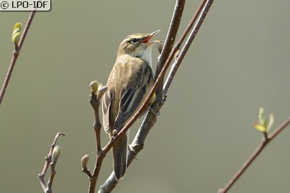 Phragmite des joncs