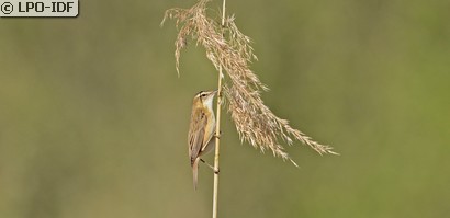 Phragmite des joncs