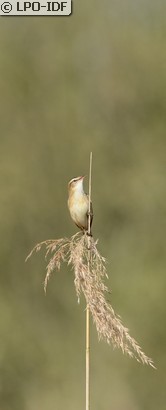 Phragmite des joncs