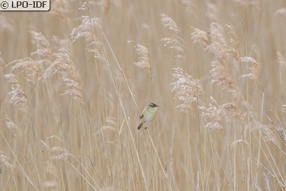 Phragmite des joncs