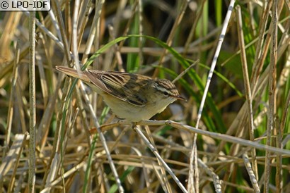 Phragmite des joncs