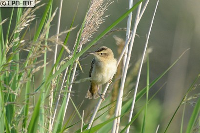Phragmite des joncs