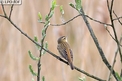 Phragmite des joncs