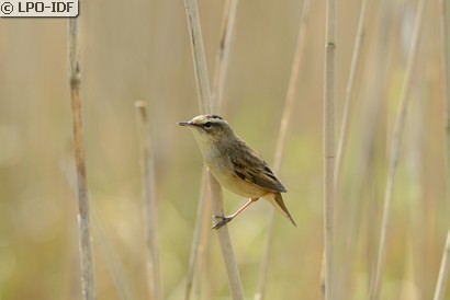 Phragmite des joncs