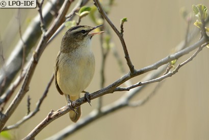 Phragmite des joncs