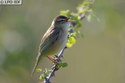 Phragmite des joncs