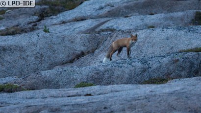 Renard roux