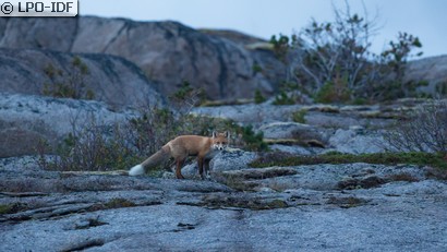 Renard roux