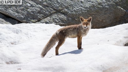 Renard roux