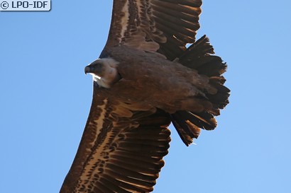 Vautour fauve
